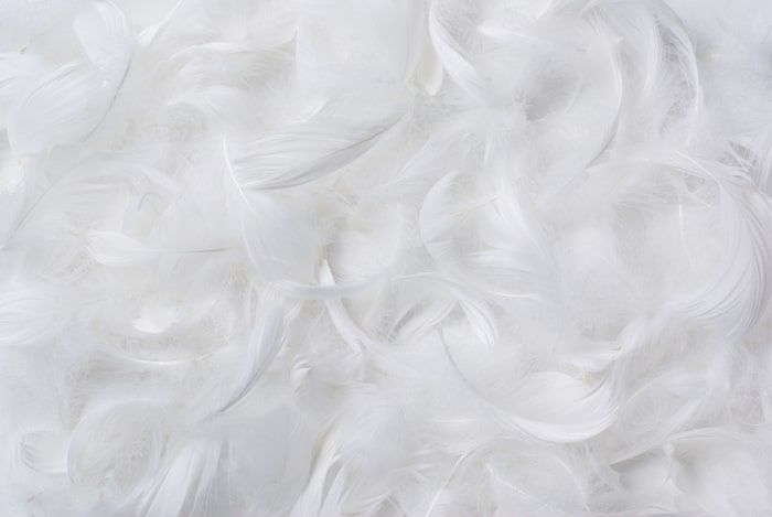 relleno de plumas