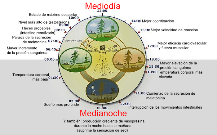 ritmos circadianos