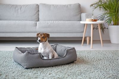 Cama para perros