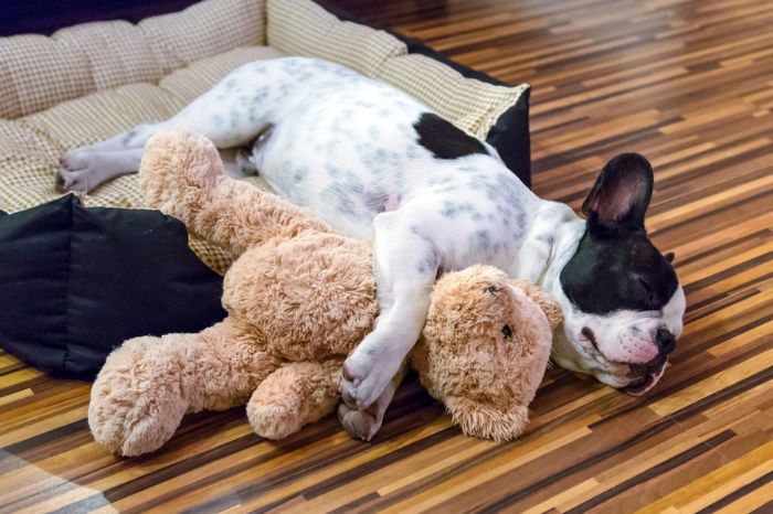 Perro durmiendo en su cama con un peluche