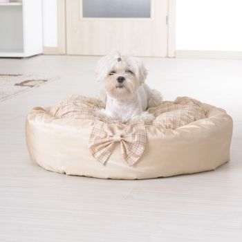Cama para perro hecha con espuma
