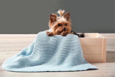 Cama para perro hecha con un cajón
