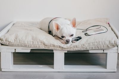 como hacer una cama para perro con palets