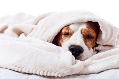Perro durmiendo tapado con una manta. Cómo hacer una cama para perro