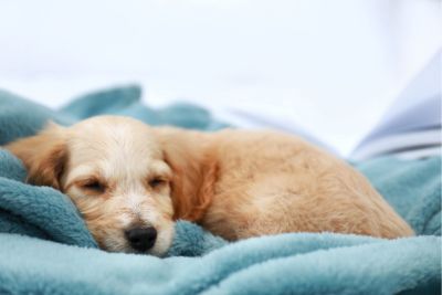 Perro tumbado en su cama