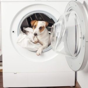 Perro en la lavadora con una manta