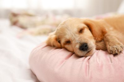 Perro en su cama