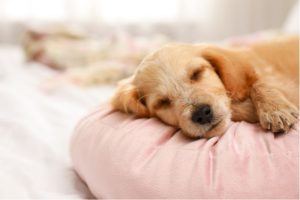 Perro en su cama
