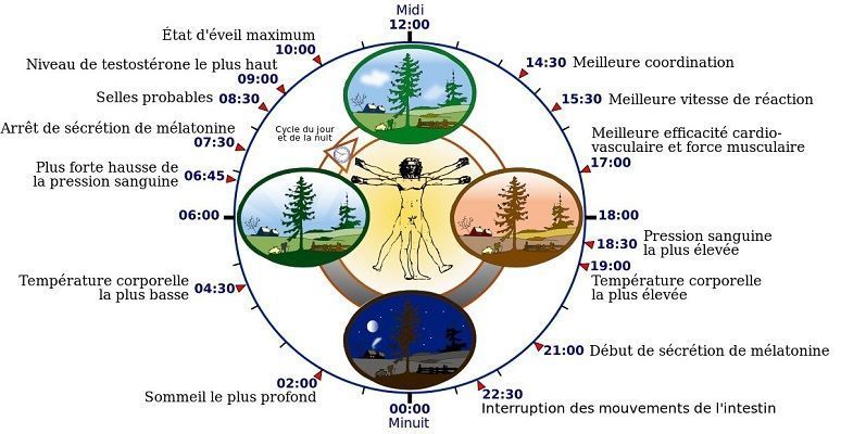 Biological clock human fr