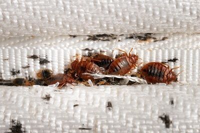 Comment se Debarrasser des Punaises de lit destacada mini
