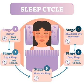 Esquema de las fases del sueño